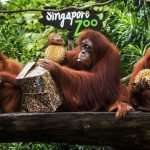 Singapore Zoo (SIGNALGRYD Wireless Paging Systems)