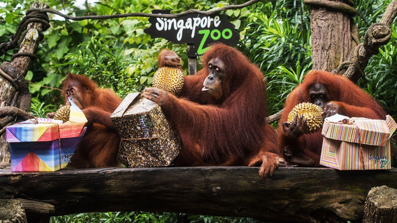 Singapore Zoo (SIGNALGRYD Wireless Paging Systems)
